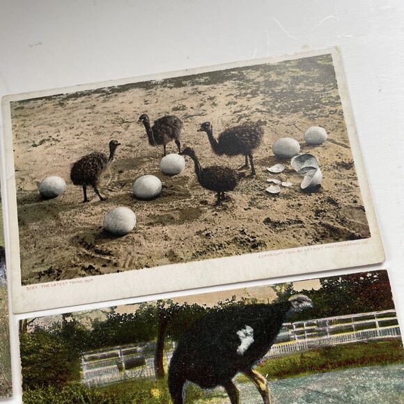 Ostrich Postcard Lot 12pcs Ephemera Paper Crafts Scrapbooking - Picture 13 of 13